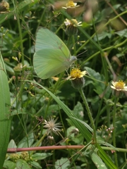 Catopsilia pomona
