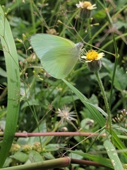 Catopsilia pomona