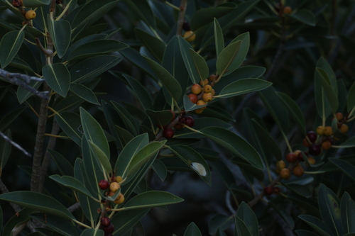 Desert Fig (Ficus desertorum)