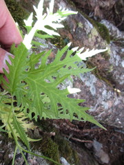 Senecio morrisonensis