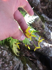 Senecio morrisonensis