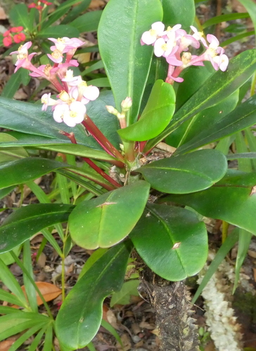 Euphorbia lophogona image