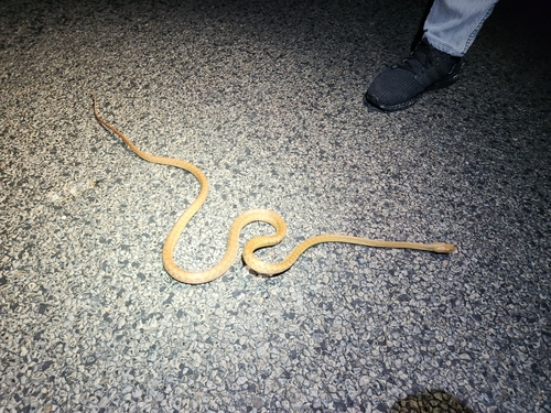 Brown Tree Snake sighting