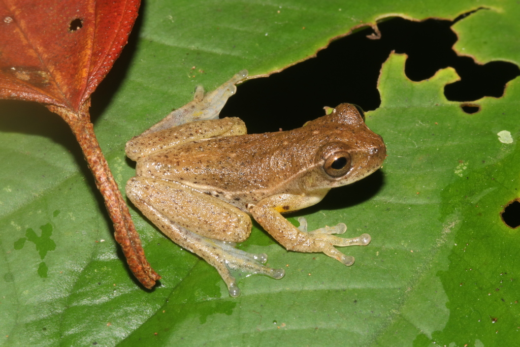 Padre Luna Tree Frog