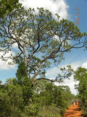 Vochysia thyrsoidea