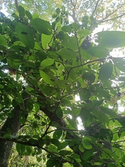 Artocarpus lacucha