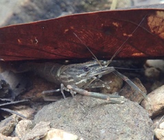 Macrobrachium laevis
