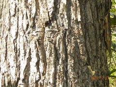 Vochysia thyrsoidea
