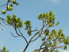 Vochysia thyrsoidea
