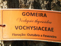 Vochysia thyrsoidea