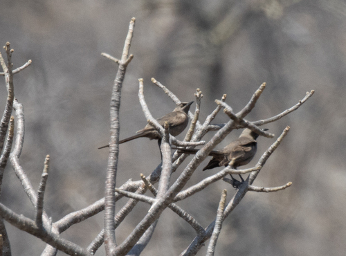 Ashy Starling (Lamprotornis unicolor), photo 9