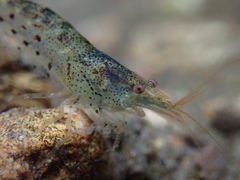 Caridina cantonensis