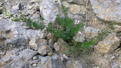 Asperula tenella