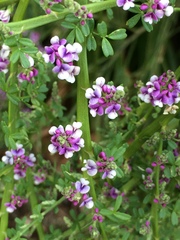 Carmichaelia odorata