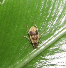 Anthribinae