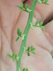 Carmichaelia odorata