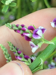 Carmichaelia odorata