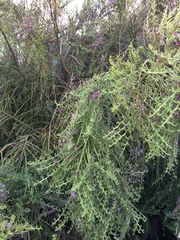 Carmichaelia odorata