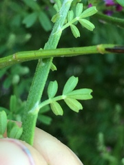 Carmichaelia odorata