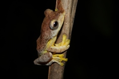 Rhacophorus pardalis