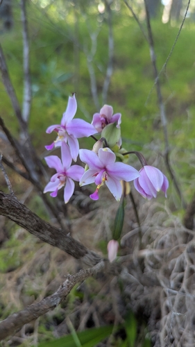 Spathoglottis plicata