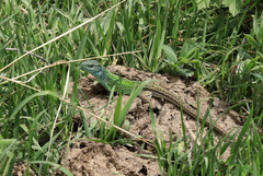 Lacerta strigata