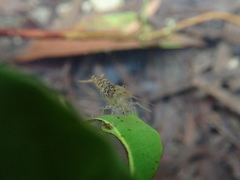 Caridina cantonensis