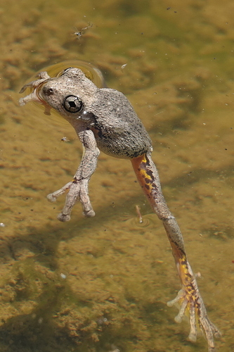 Peron's Tree Frog, Pengilleyia peronii