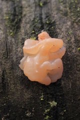 Ditangium cerasi