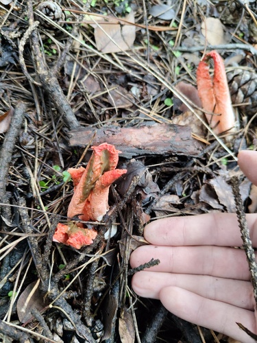 Arched Stinkhorn