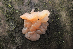 Ditangium cerasi
