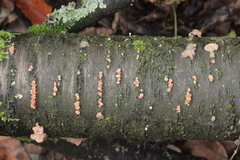 Ditangium cerasi