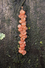 Ditangium cerasi