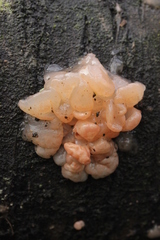 Ditangium cerasi
