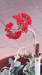 Crassulaceae