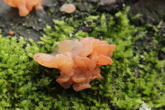 Ditangium cerasi
