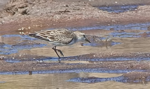 Red-necked Stint
