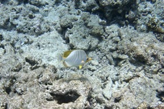 Chaetodon xanthocephalus