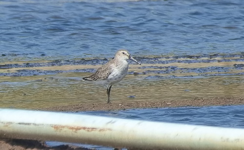 Dunlin
