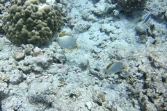 Chaetodon xanthocephalus