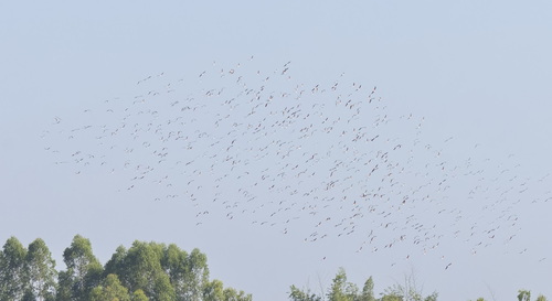 Oriental Pratincole