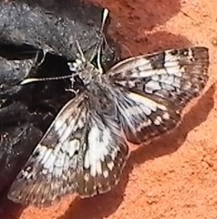 Chiomara asychis