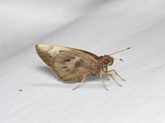 Erionota acroleuca apicalis