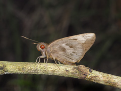 Erionota acroleuca apicalis
