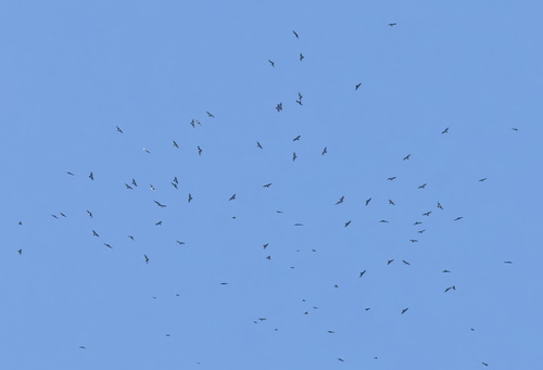 Black Baza