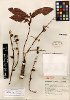 Bursera hintonii Bullock 4
