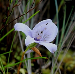 Disa longicornu