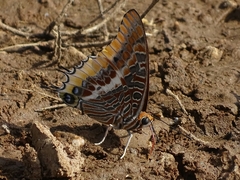 Charaxes epijasius
