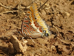 Charaxes epijasius