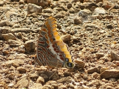 Charaxes epijasius